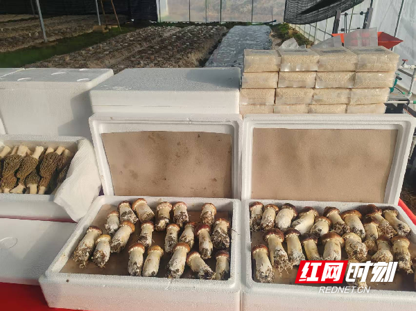 微信图片_2026-02-02_090703_168_副本.png 微信图片_2026-02-02_090703_168_副本.png