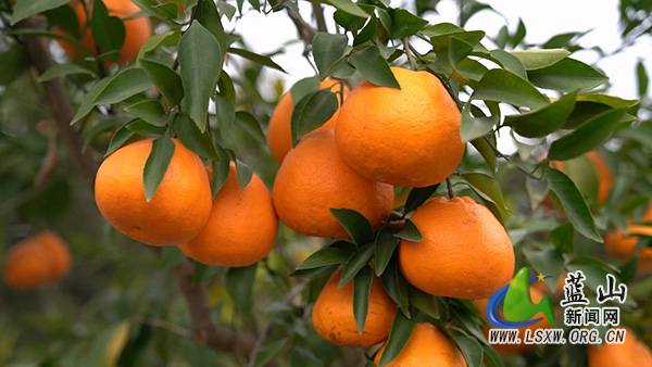 新圩镇神溪村：“春见”甜了乡村 “甜蜜产业”促振兴1.jpg