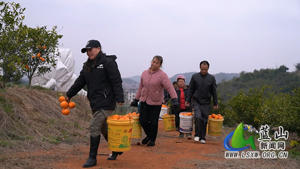 新圩镇神溪村：“春见”甜了乡村 “甜蜜产业”促振兴2.jpg