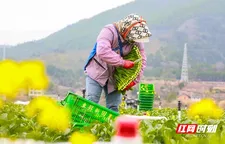 新田：立春蔬菜采收事忙