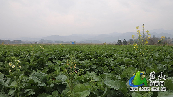 【新春走基层】蓝山县油菜管护忙 丰收有保障2.jpg