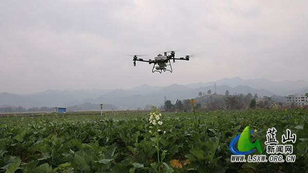 【新春走基层】蓝山县油菜管护忙 丰收有保障1.jpg