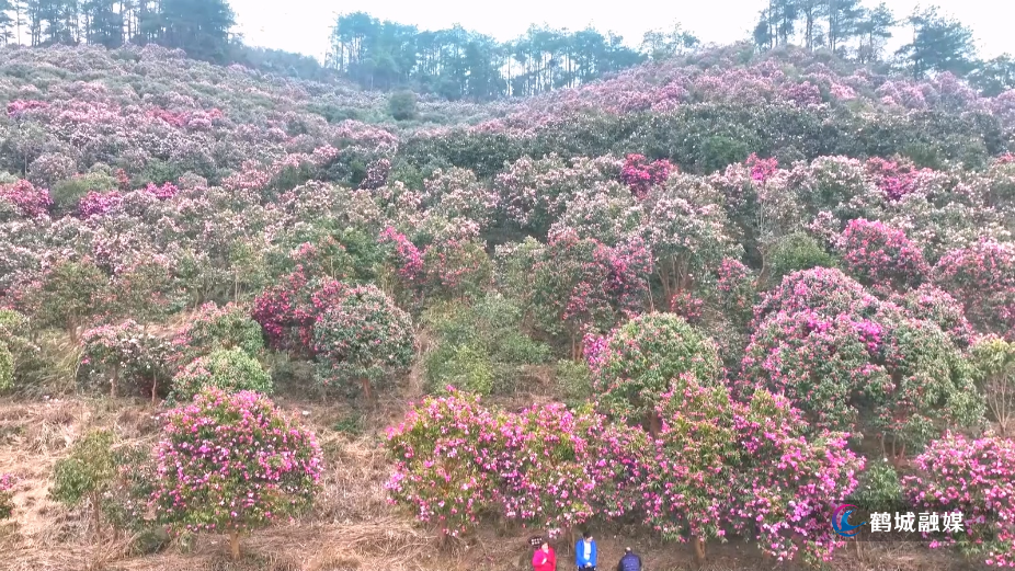 鹤城区：150亩山茶花盛放如“粉色海洋”绘就生态画卷（半成品）.mp4_20260209_155959.667.jpg
