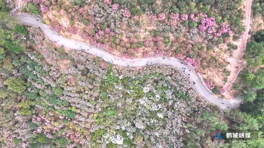 鹤城区：150亩山茶花盛放如“粉色海洋”绘就生态画卷（半成品）.mp4_20260209_155955.835.jpg