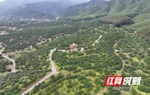 江永：深耕香柚品质拓市场 产销两旺迎新春