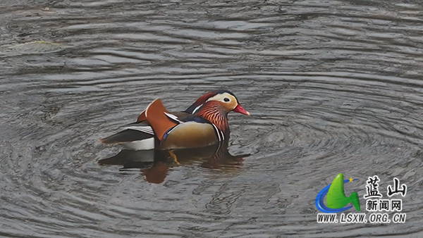 我县首次发现国家二级保护动物—鸳鸯2.jpg