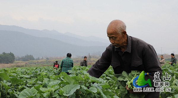 我县“小菜心”种出“大产业” 特色产业助力乡村振兴2.jpg