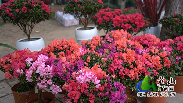 （新春走基层）新春新“花”样  年宵花走俏2.jpg