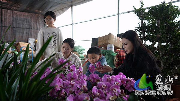 （新春走基层）新春新“花”样  年宵花走俏1.jpg
