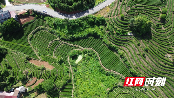 长界茶园 (1).JPG