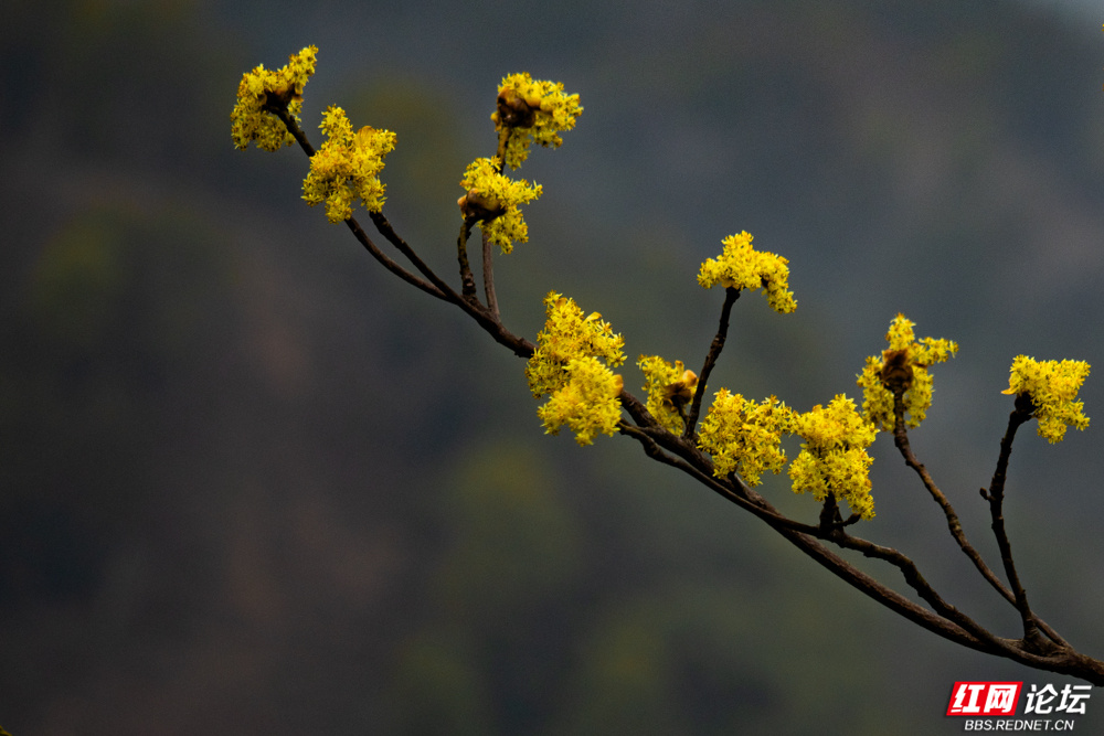 【赴春之约】雨水润物，春已发生
