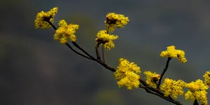 【赴春之约】雨水润物，春已发生