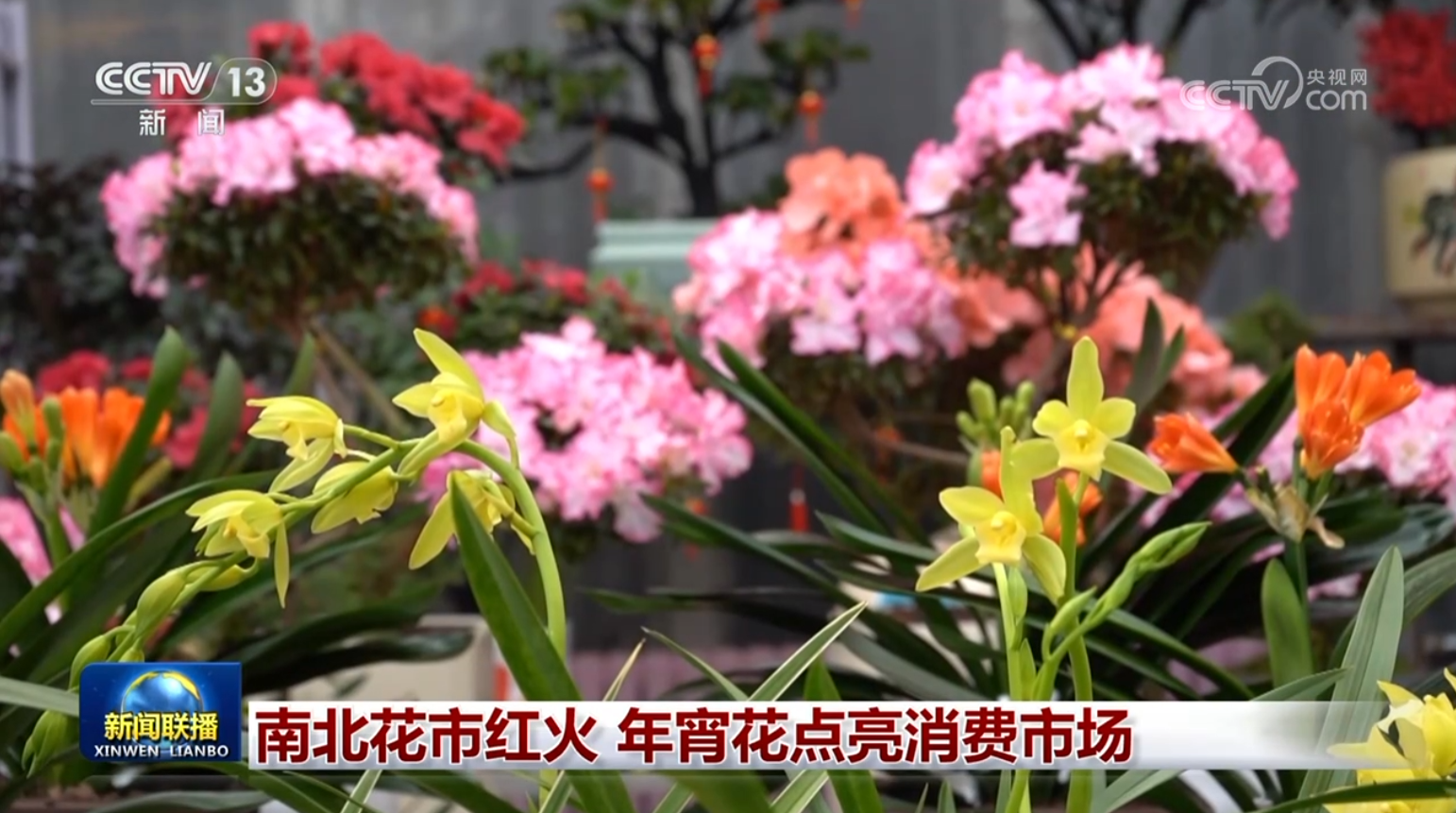 南北花市红火 年宵花点亮消费市场