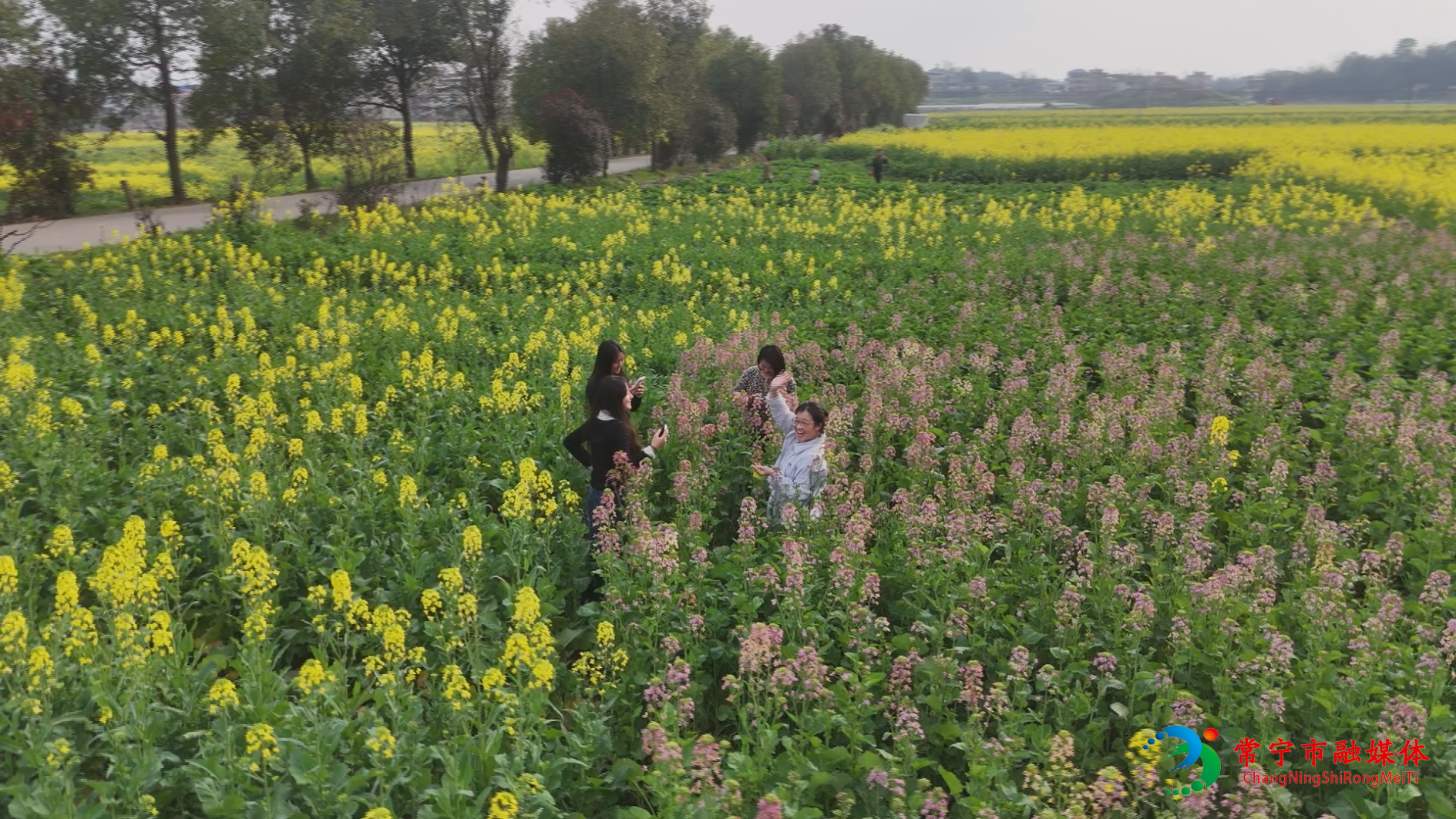 油菜花开呀 (7).jpg