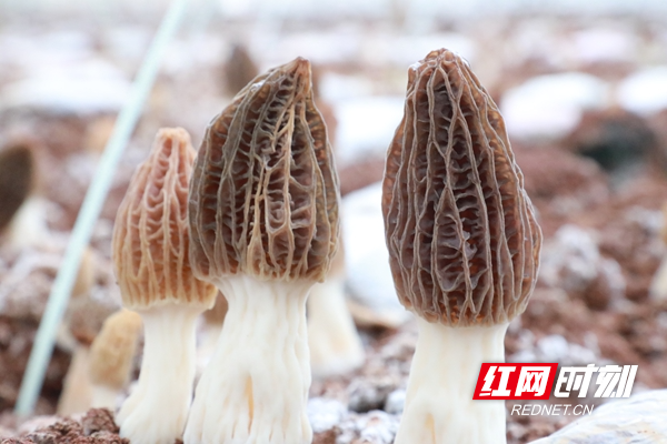 微信图片_20260225085117.jpg 微信图片_20260225085117.jpg