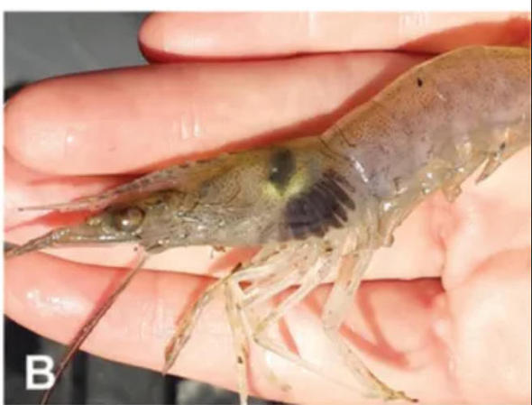 变黑的虾还能吃吗?这种“黑虾”千万别吃