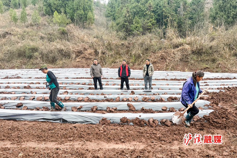 达岚春耕.jpg 达岚春耕.jpg