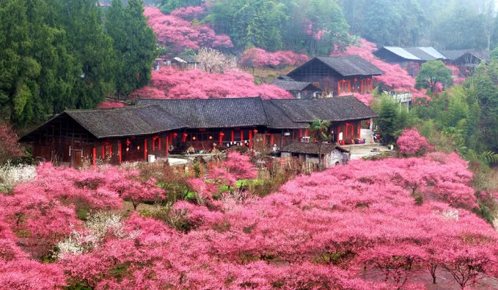 湖南的梅花，开成了这样！去这5处赏梅正好，收下这份游玩tips