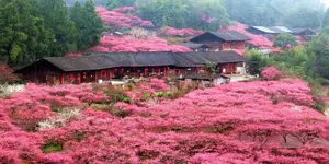 湖南的梅花，开成了这样！