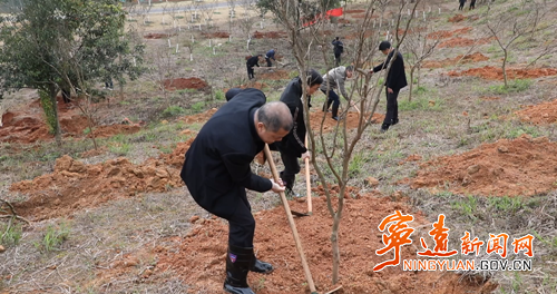宁远县开展新春义务植树活动_副本500.png