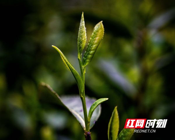 微信图片_20260225195214_809_156.jpg 微信图片_20260225195214_809_156.jpg