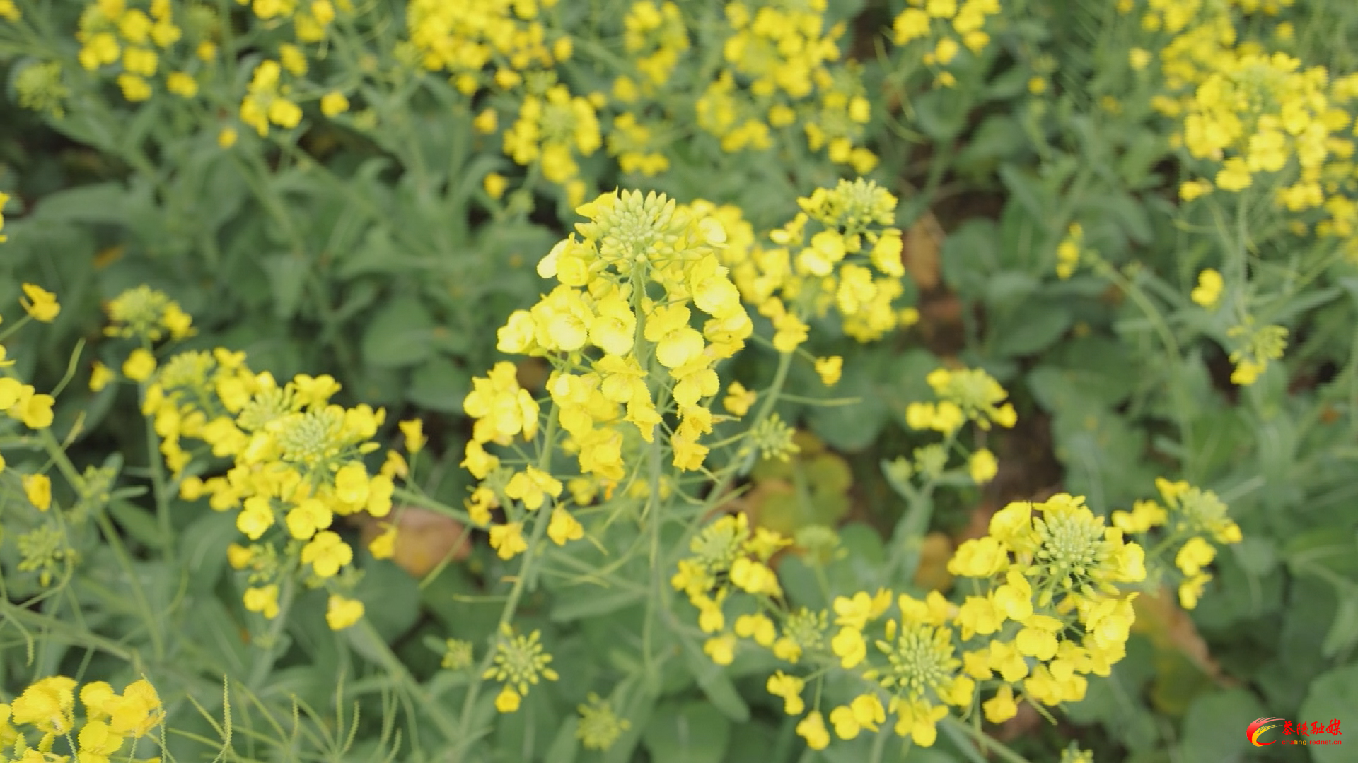 0db2a6aaaf94320483bac92260a6dd98_c82mmGMNATwA.png 0db2a6aaaf94320483bac92260a6dd98_c82mmGMNATwA.png