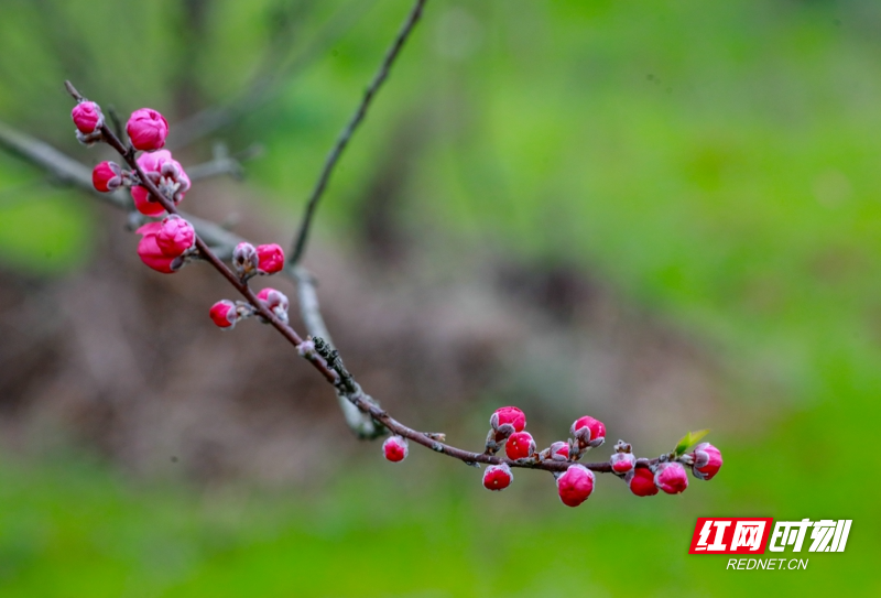 湖南新田:桃花开 春意浓01.jpg