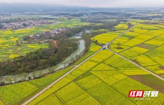 湖南道县：油菜花开春色美