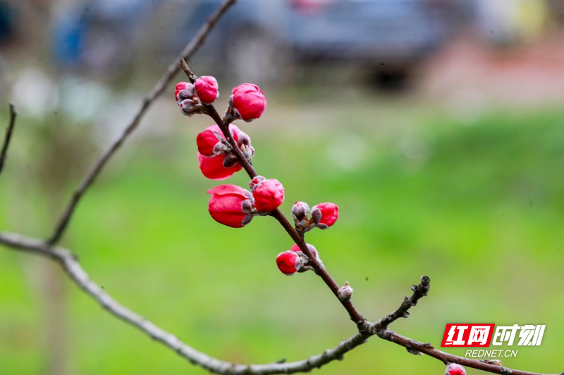 湖南新田:桃花开 春意浓03.jpg