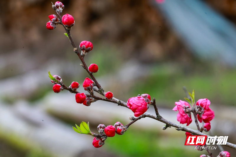 湖南新田:桃花开 春意浓04.jpg