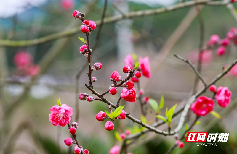 湖南新田:桃花开 春意浓06.jpg