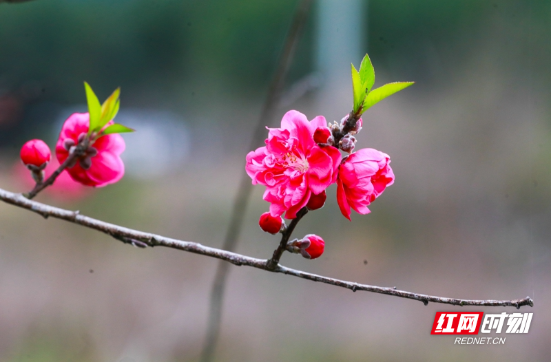 湖南新田:桃花开 春意浓07.jpg