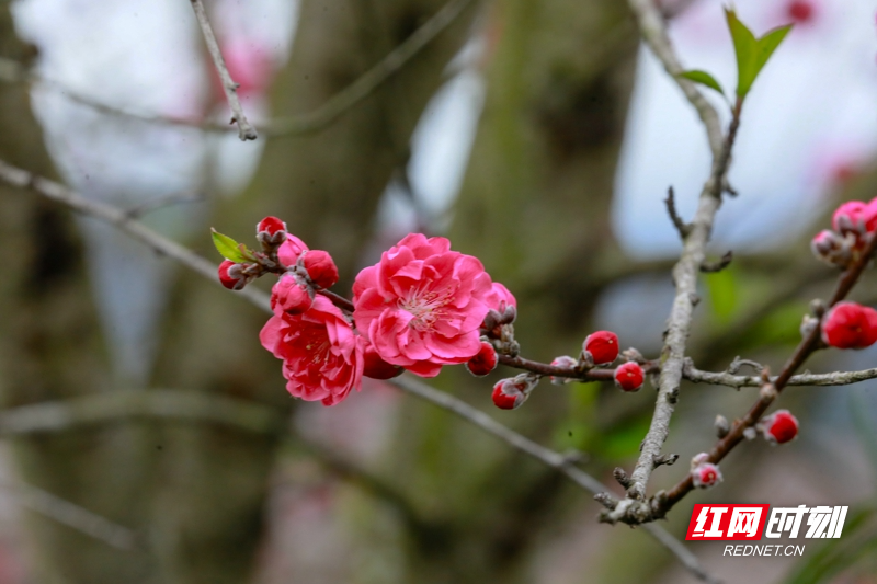 湖南新田:桃花开 春意浓08.jpg