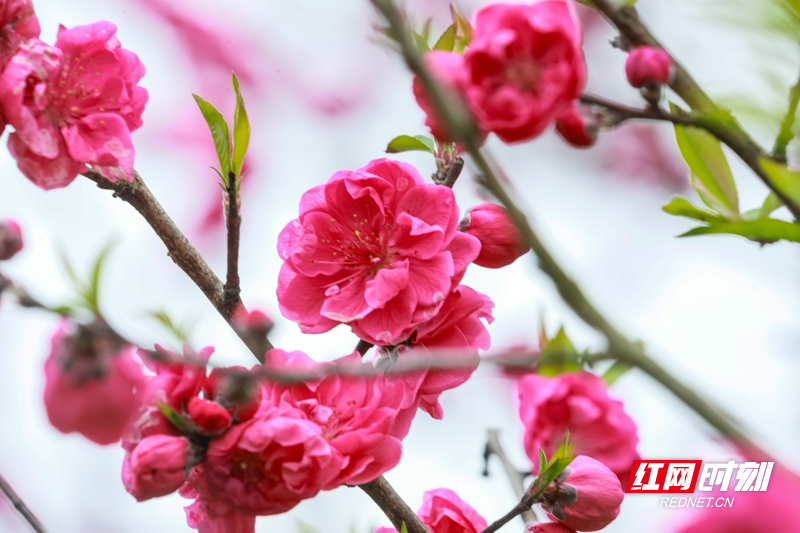 湖南新田:桃花开 春意浓10.jpg