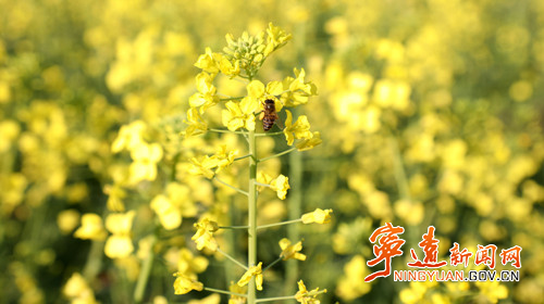 宁远:九嶷大地春意浓2副本500.jpg 宁远:九嶷大地春意浓2副本500.jpg