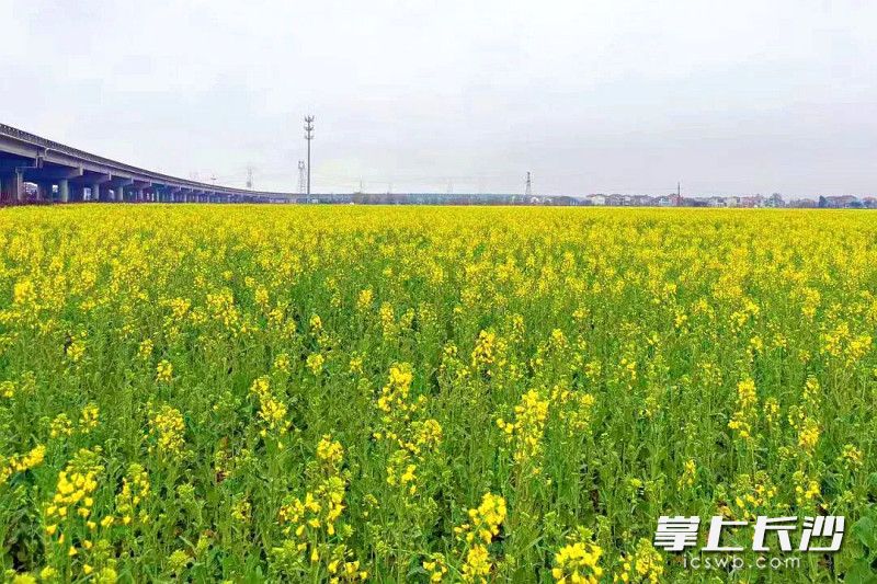 驱车沿湘江北上,一路繁花相伴。 驱车沿湘江北上,一路繁花相伴。