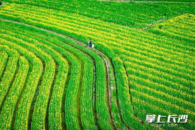 眼下,望城区各地田野间铺展成连片金色画卷,春意扑面而来。均为长沙晚报全媒体记者 贺文兵 通讯员 万幸 黄卓鹏 摄影报道 眼下,望城区各地田野间铺展成连片金色画卷,春意扑面而来。均为长沙晚报全媒体记者 贺文兵 通讯员 万幸 黄卓鹏 摄影报道