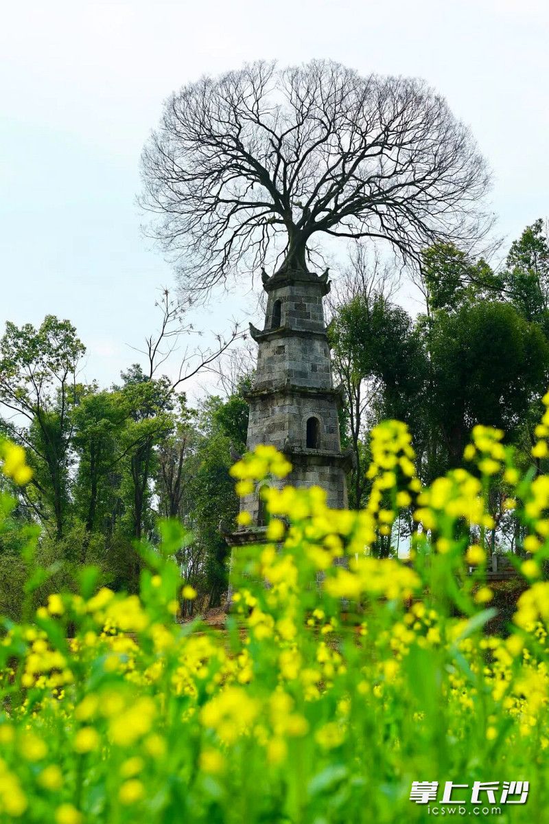 花海旁,茶亭百年惜字塔静静矗立。 花海旁,茶亭百年惜字塔静静矗立。
