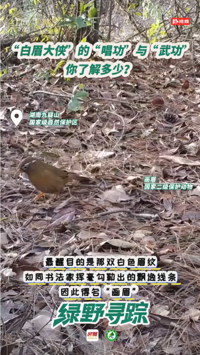 “林中金嗓子”来也！