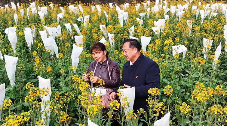 全国人大代表沈昌健：泥土育“金种”，田埂传“农声”