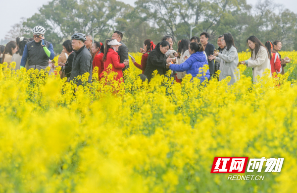 2026年3月5日，在湖南省永州市道县祥霖铺镇两河口村，游客在油菜花田间游玩赏花。 (7).jpg