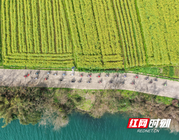 2026年3月5日，在湖南省永州市道县祥霖铺镇两河口村，骑行爱好者在油菜花田间骑行。 (5).jpg