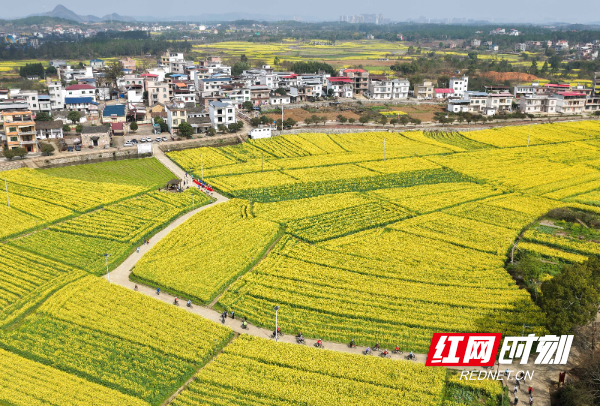 2026年3月5日，在湖南省永州市道县祥霖铺镇两河口村，骑行爱好者在油菜花田间骑行。 (4).jpg