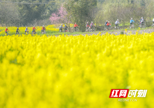 2026年3月5日，在湖南省永州市道县祥霖铺镇两河口村，骑行爱好者在油菜花田间骑行。 (1).jpg