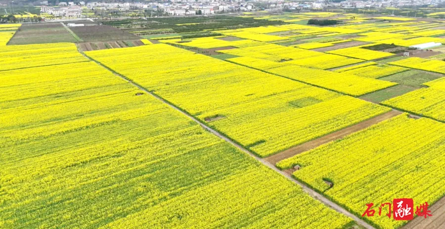 赴一场花海之约，石门春日氛围感拉满！