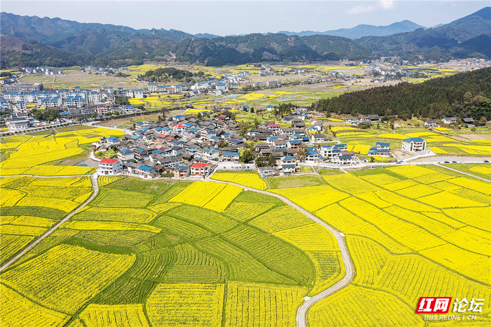 【每日一图@湖南】会同万亩油菜花盛放，绘就春日振兴画卷