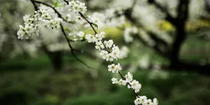 把春天装进眼睛里 从炎陵奈李花海开始