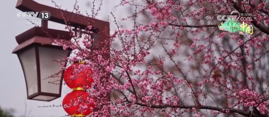 各地春日文旅持续升温 “赏花流量”转化为“消费留量”