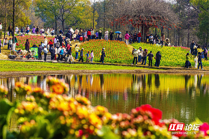 【每日一图@湖南】在长沙园林生态园，看郁金香斟满春光
