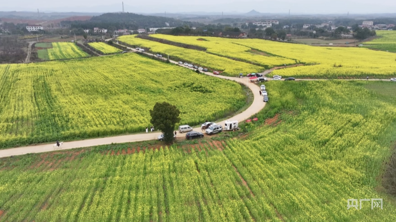 冷水滩区多地油菜花海竞相绽放